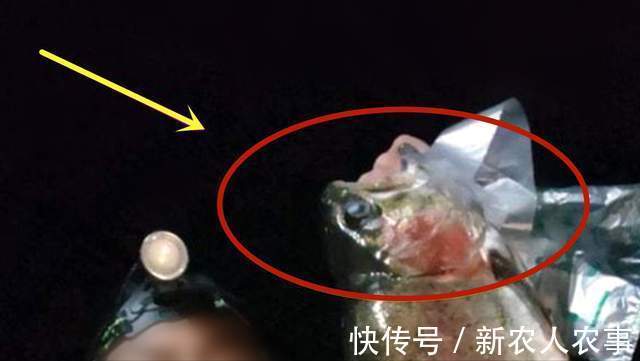 河南一男子冒着严寒夜钓,意外收获9斤大红鱼,到底是哪里来的?
