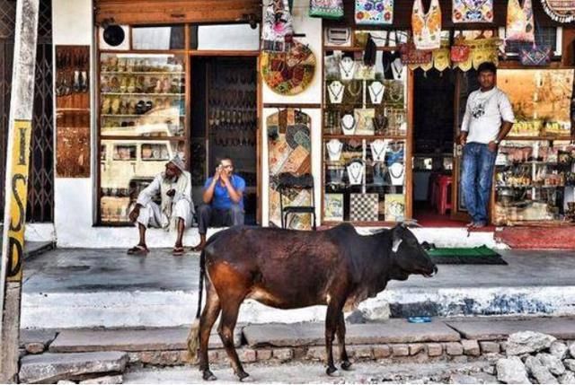 尊贵|印度“牛粪饼”一盒近30元,牛粪越多越尊贵,亚马逊上经常卖脱销