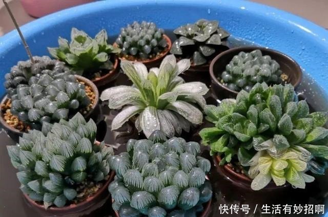 10种花，春天不能晒，躲屋里最安全！10种花，春天不能晒，躲屋里最安全！