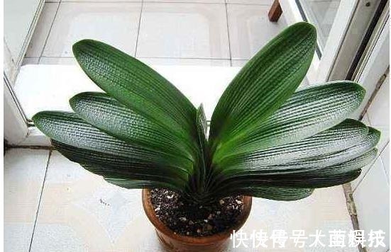 新根|君子兰,不长叶子,不开花用上1个狠招,俩月花箭窜出来