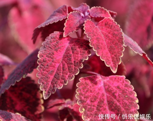 这些花真好养，光浇水就能爆盆，天天浇水，天天开爆盆