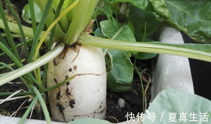 种菜|别人养花,她却种一楼顶菜,多得吃不完都送邻居了