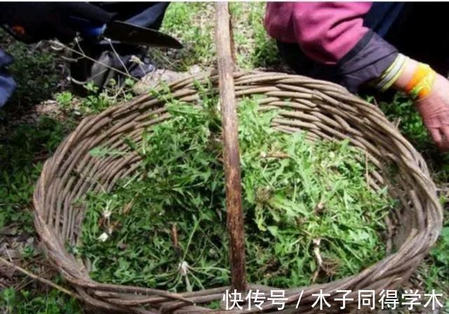 蒲公英泡水|蒲公英的叶子、根茎、花泡水喝，作用是否相同？日常牢记两不喝！
