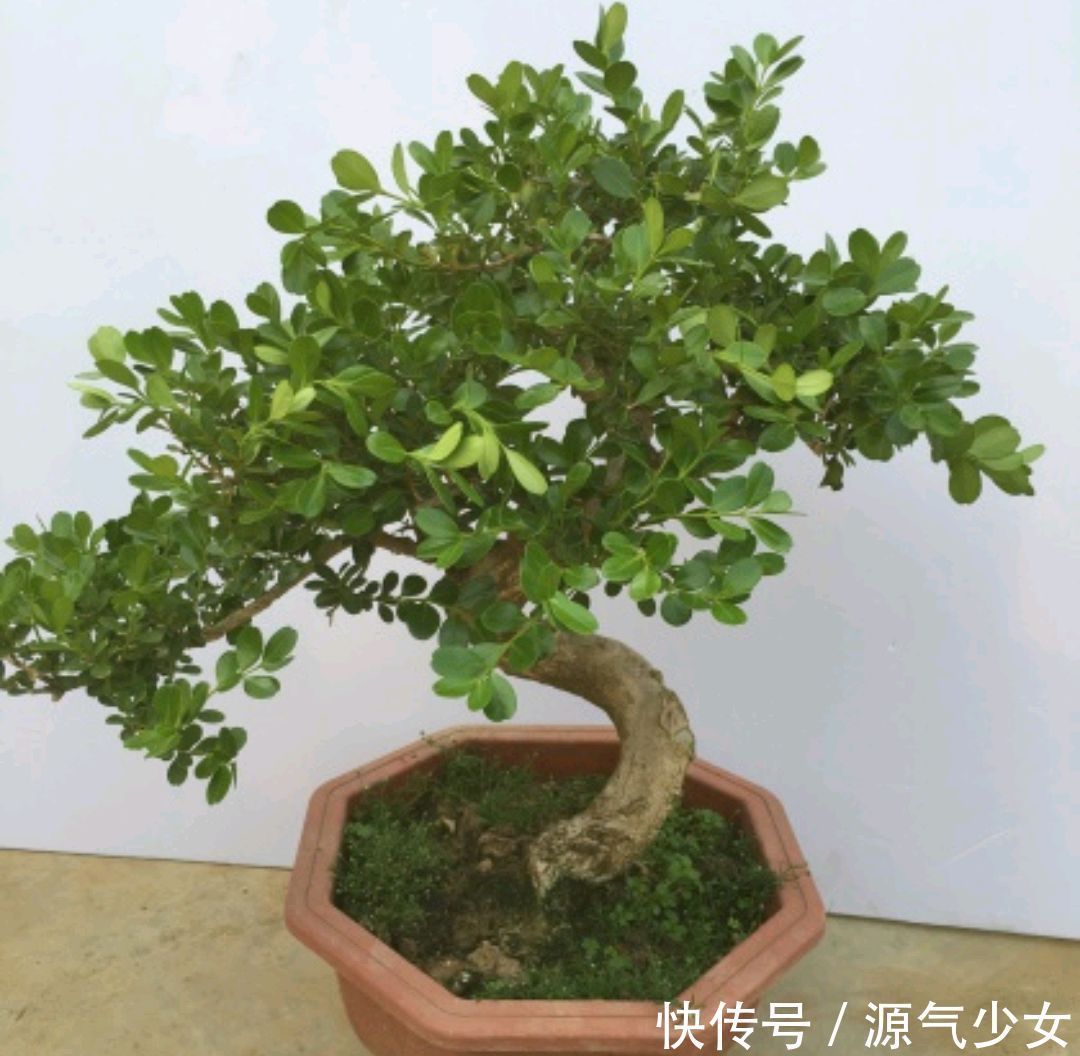 春季要想黄杨盆景美，几个养护妙招送给你