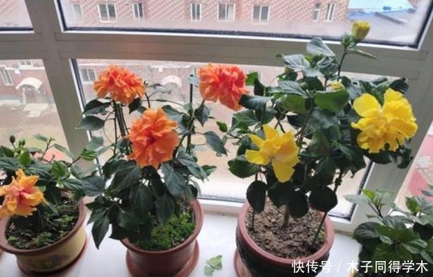 春天养“勤花”，盆栽此3样，照顾到“重点”，四季开不停