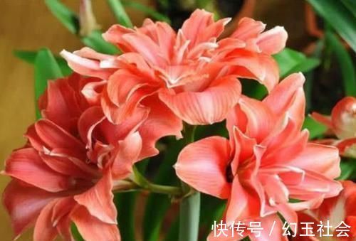 玫瑰花界|3种花深受花友的喜欢,沾土就能活,开花就爆盆,不易生病好养护