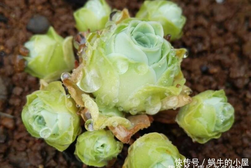 多肉山地玫瑰夏季都会休眠，那么什么时候给它们断水比较合适呢？