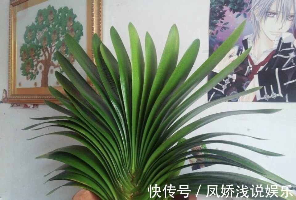 烂根|秋天养君子兰,“死记硬背”四大原则,冬天大爆花,花箭拔得多