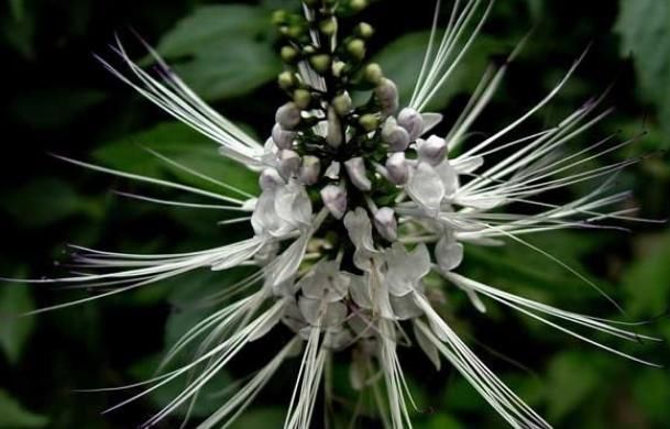 中年|农村俗称“肾草”,遇到赶紧挖回家,如今很稀少,是打结石良药