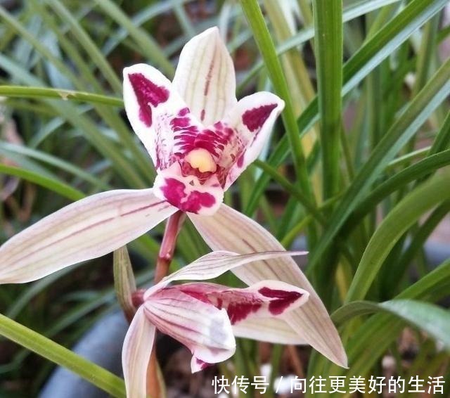 葡萄|兰花只浇水,太没新意了!试试我的方法,叶片坚挺有力,还能爆花!