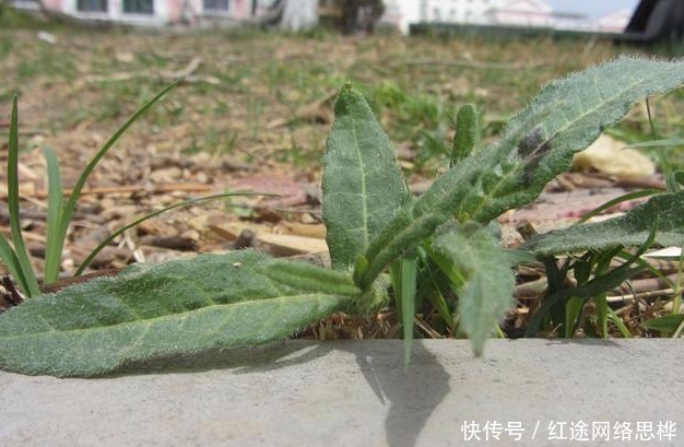 农村的这个“酸不溜”野菜，想想都要流酸水，再酸，春季也要吃