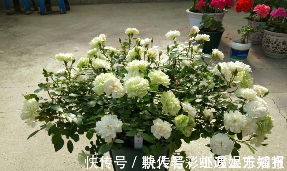 绿冰|此盆栽植物号称开花机器,全年都开花,种植容易,室内也能种