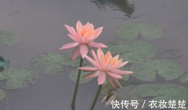“四蒂睡莲”长什么样?一起来花博园看荷花、莲花群芳争艳