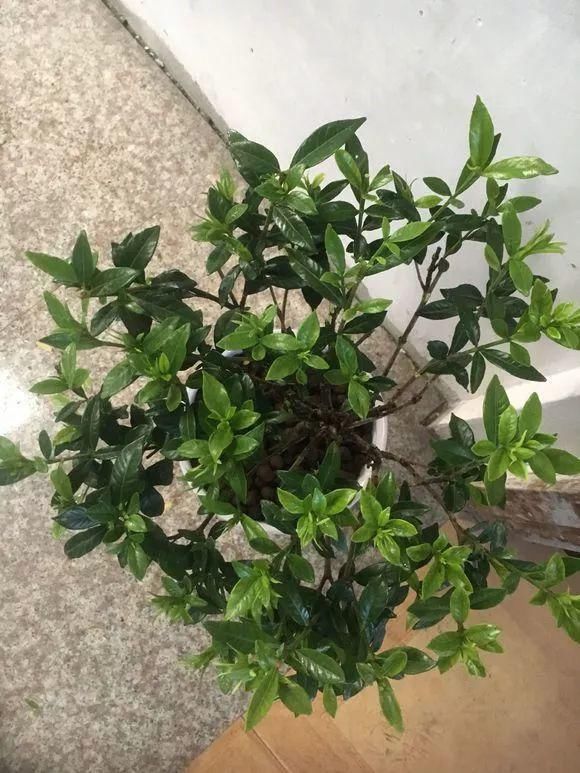 栀子月季，花还没开就发黑掉落，这些原因一看就懂！