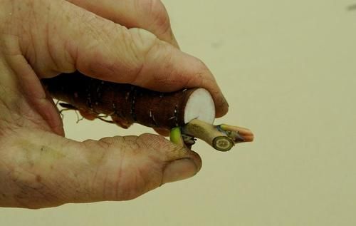  月季|月季需要嫁接吗？嫁接有哪些优势？用什么做砧木嫁接成活率更高？