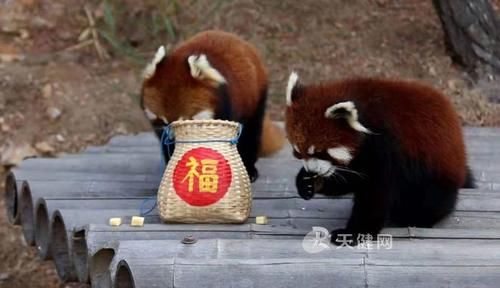 春节 大连森林动物园接待游客2.3万次