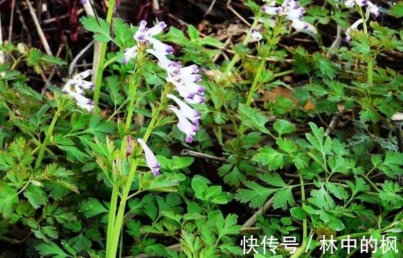 毒物|肝肠寸断,不仅是简单的形容词,也是中国最庞大的毒物家族
