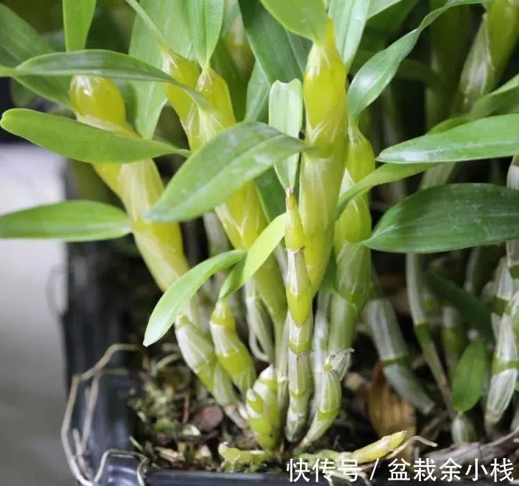 新芽|摸透2个重点,假鳞茎肥大的兰花扦插可轻松驾驭!