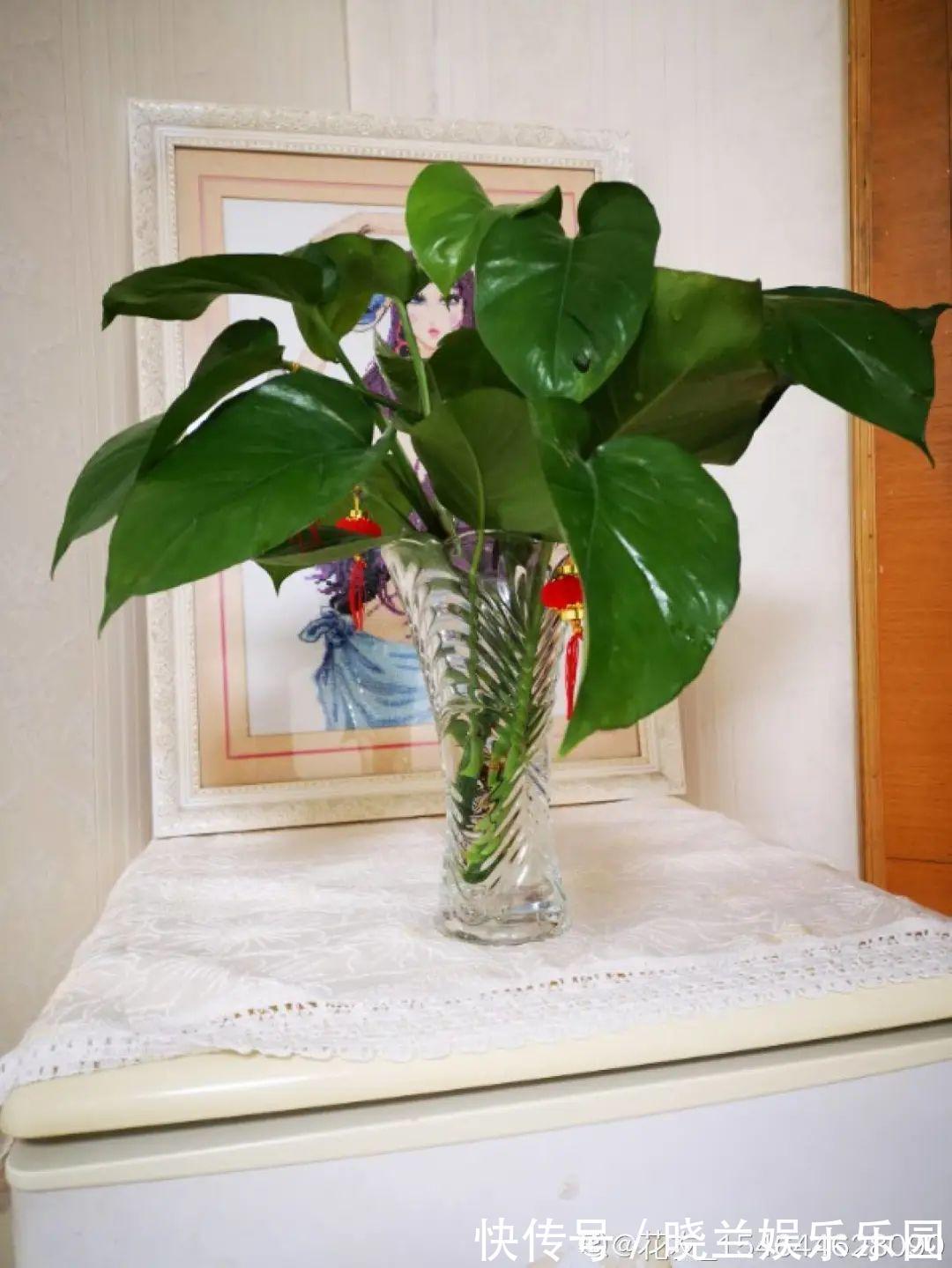 绿萝|最难养的7种花,丢水里反而蹭蹭长,根系长满瓶!