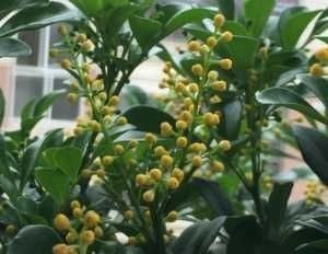 3种花养在阳台直接美爆，不怕晒，不怕热，繁花似锦，花美心情好