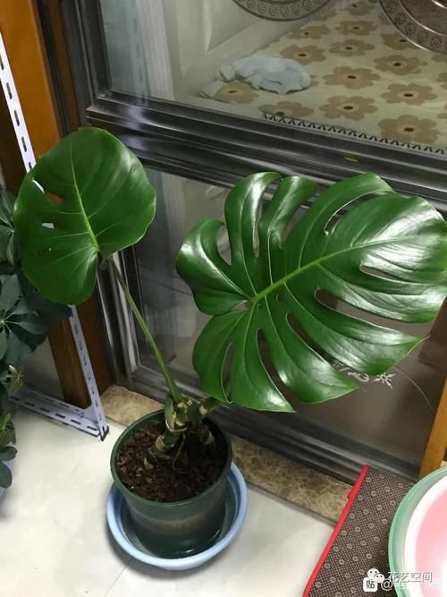 开春,买花小心“3个坑”,早知道早避免,少花冤枉钱!