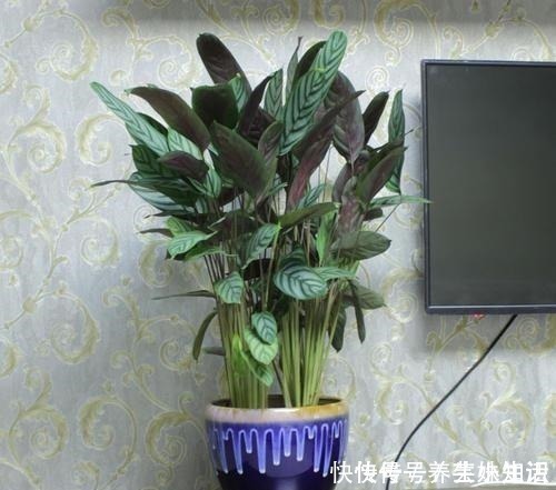 盆栽|养花忌讳“3件事”,做错一个也不行,怪不得老是养死花!