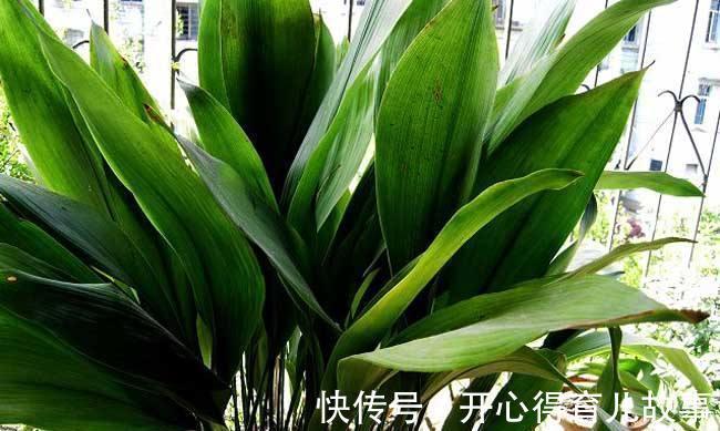 卧室不能养花,我来告诉你真相