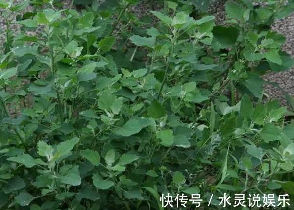 农民|误以为有毒不敢吃，农民见到就铲除，其实营养丰富，一斤高达15元