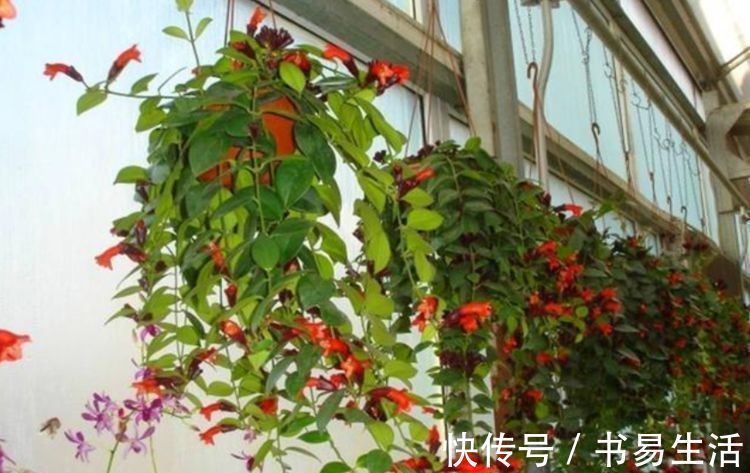 花朵|吊起来养的“4种花”,好看好养不占地,一次开出200朵,美