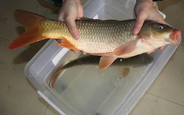 鲤鱼饵|专门用这饵对付“大鲤鱼”,新手都能钓过瘾,果然越用越想用!