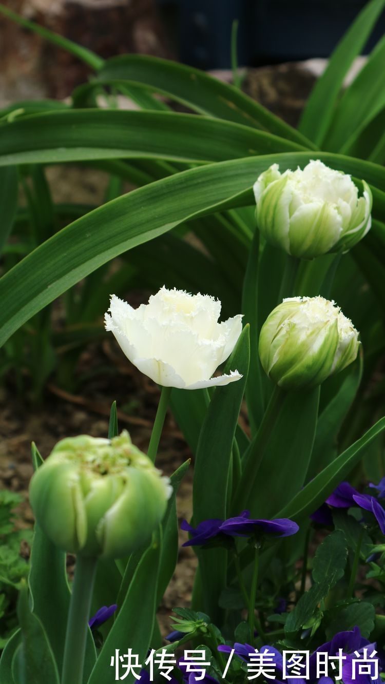 洋房|为了可以养花,我建了座小洋房,终于可以打造梦寐以求的花园了
