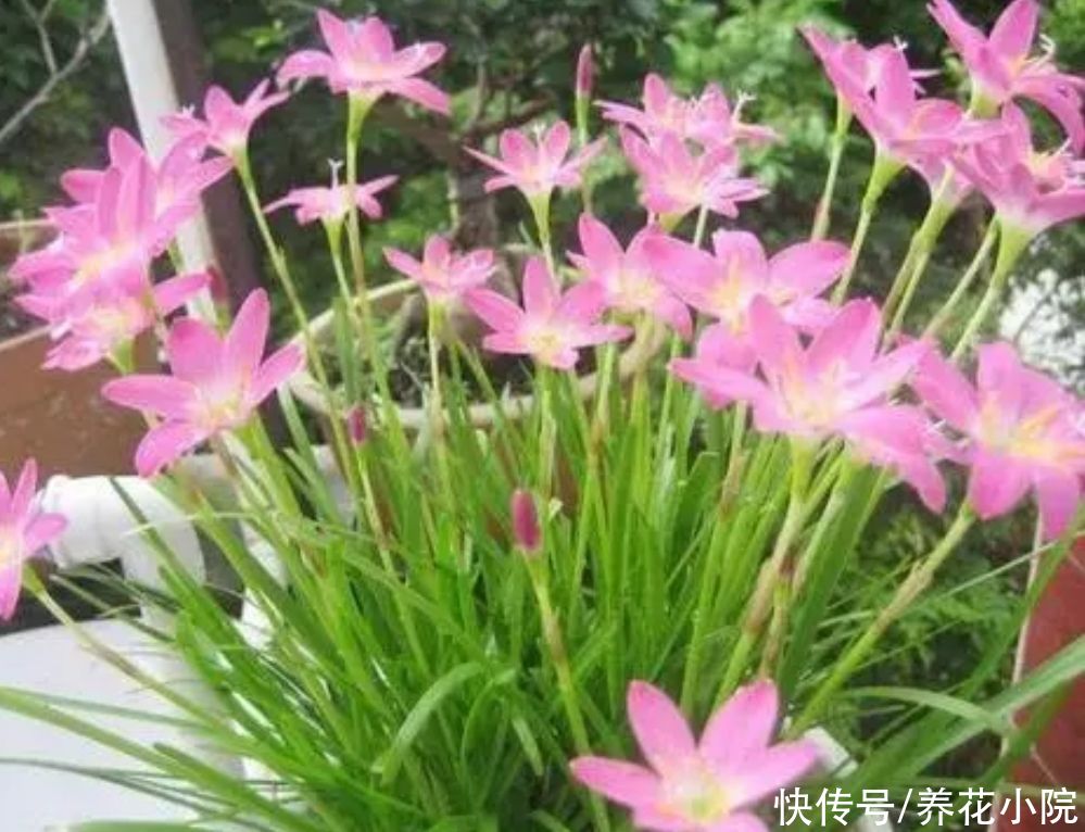 阳台|有1种花，开花漂亮又好养，适合摆放在阳台、庭院观赏