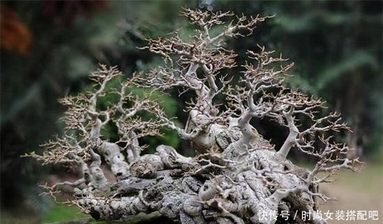 什么是盆景盆景制作方法！