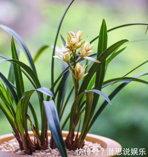 兰花|兰花、君子兰最喜欢这种“废物”,配土加一点,大白根挤满盆