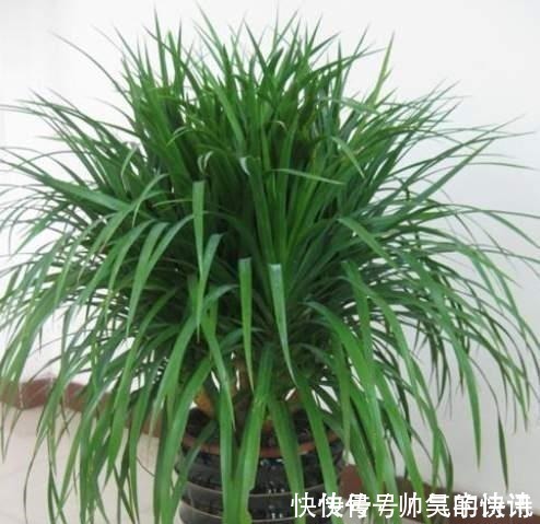 5种健康花，家里养一盆，大气高雅净化力强，福寿齐聚寓意好