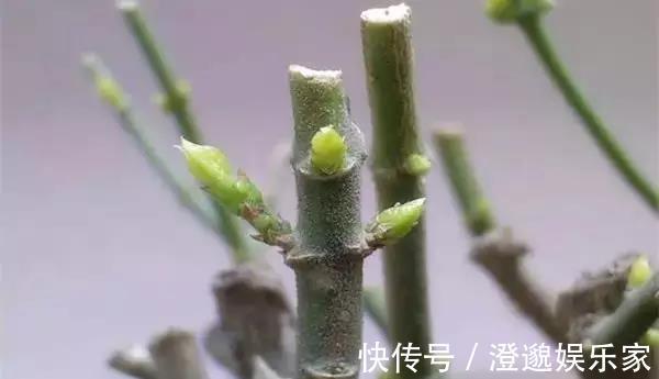 扦插|茉莉花不用花钱买,家里有一盆变出好多盆,全靠这一招