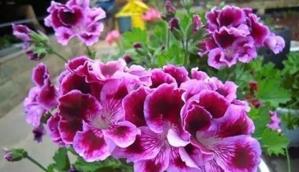 给花配土换盆的时候，4种东西别乱加，不然花卉难养好