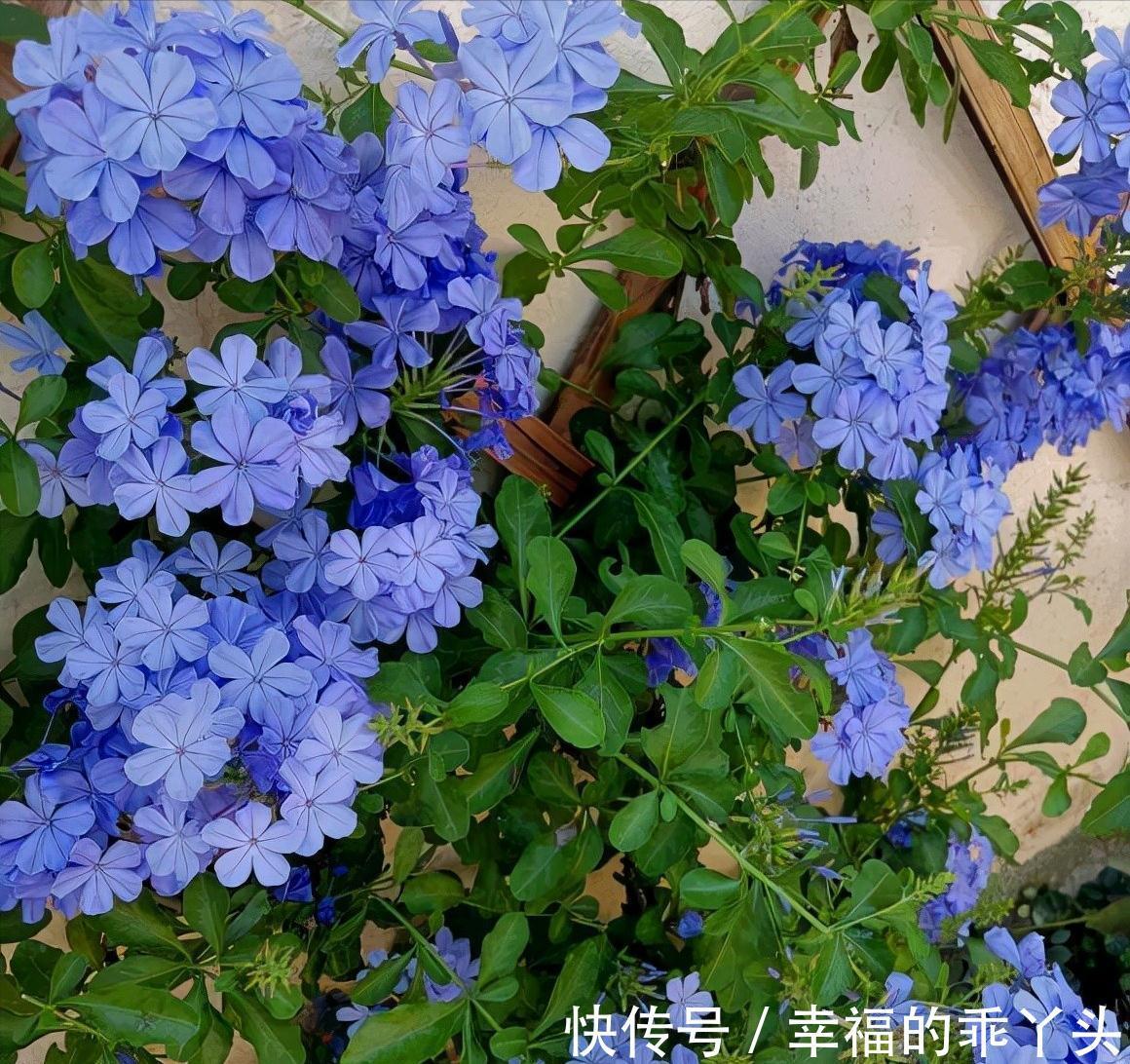 枝条|6种“漂亮花”，冬天剪一剪，保留大花芽，来年开花多一倍