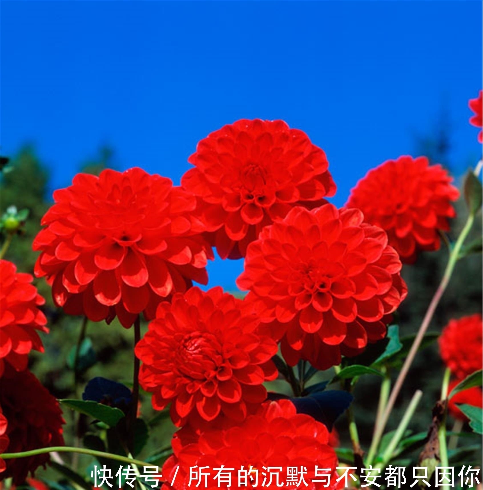 最适合种在家门口的5种花，漂亮，大气，还很好养