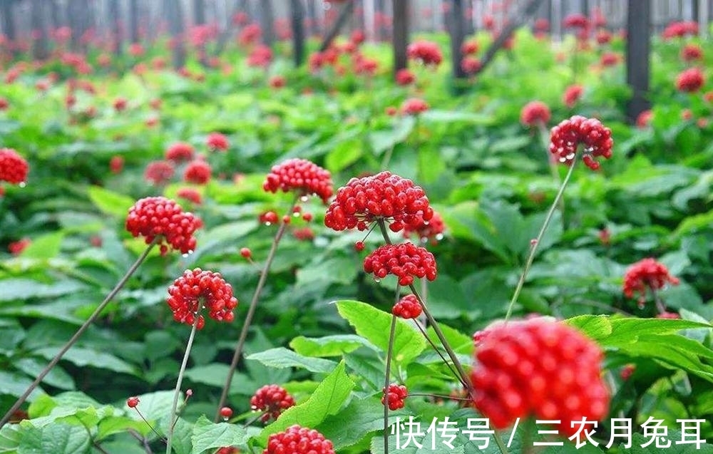 替代品|美国人种了不吃,在我国却身价倍增,成了人参的替代品