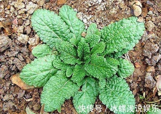 咳嗽|生长在农村的野草,长的虽丑,却可以止咳消炎,治咽炎,疗痔疮