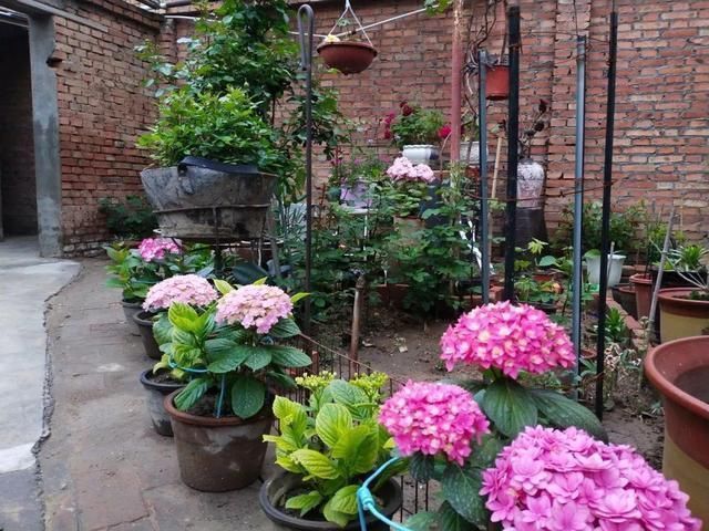 我型我秀|腌咸菜的坛子钻个孔,养花变成巨无霸,特美