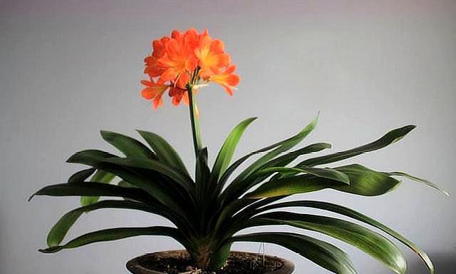 网购君子兰，换盆有“诀窍”，根系生长快，叶片肥厚根满盆！