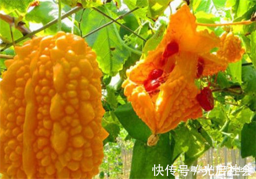 白刺果|冬天了,4种食物别放过,润肤养颜,抗衰老,肌肤更细嫩