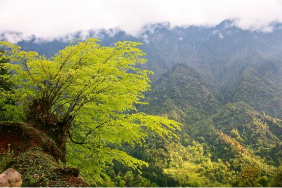 游山玩水、赏花赏景…...来黑竹沟邂逅初夏第一波清凉！|乐游嘉学 | 赏花