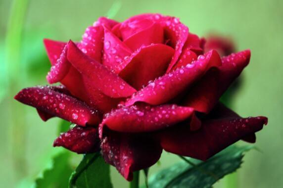 家里玫瑰怎么养只要每天喝“营养水”,开花爆盆,香气十足