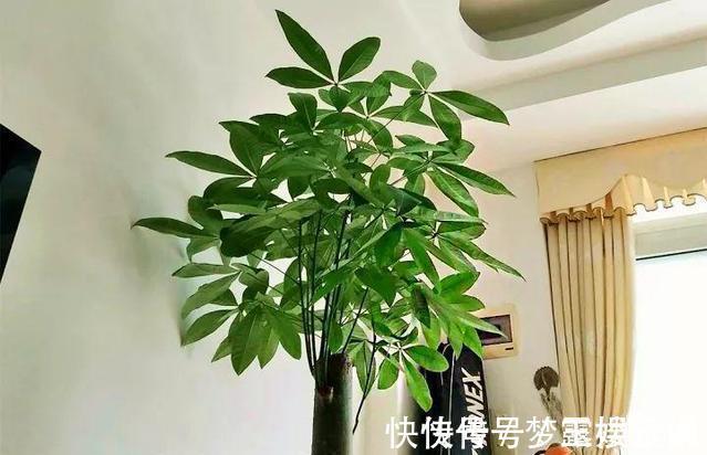 沙漠玫瑰|家里养6种花,把水浇得勤快了,容易烂根、黄叶,需要当心