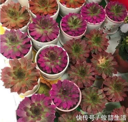 秘密|自带“仙气”的彩色多肉,分享上色的秘密和技巧