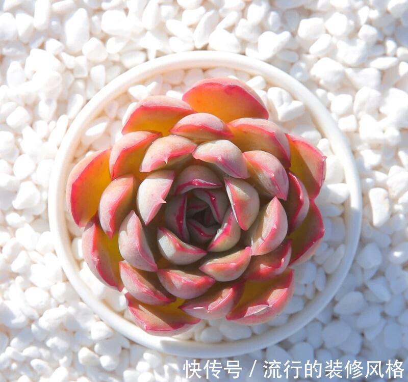 不想肉肉分分钟死给你看,赶紧入手这些皮实好养容易度夏的品种