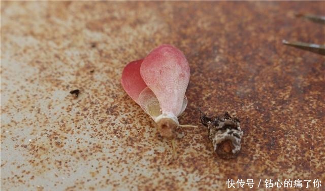 唐印,从菜到萌,从一到多!